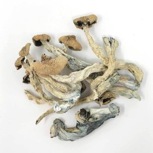 Buy Golden Teachers Magic Mushrooms Online