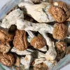 Penis Envy Dried for sale