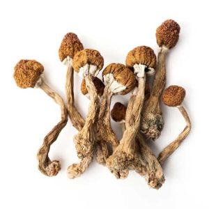 Buy Psilocybe Cubensis B+